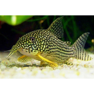 КОРИДОРАС ШТЕРБА - Corydoras sterbae