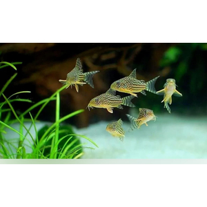 КОРИДОРАС ШТЕРБА - Corydoras sterbae