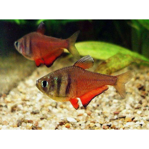 Hyphessobrycon flammeus — научное наименование огненной (красной) тетры — пресноводной лучепёрой рыбы из семейства Харациновые. Также встречается под другими названиями — огненная тетра, пламенная тетра.