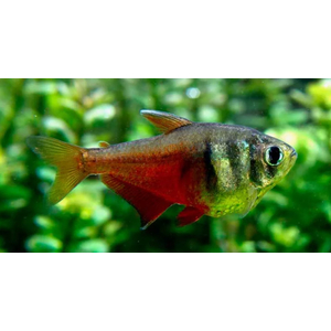 Hyphessobrycon flammeus — научное наименование огненной (красной) тетры — пресноводной лучепёрой рыбы из семейства Харациновые. Также встречается под другими названиями — огненная тетра, пламенная тетра.