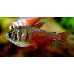 Hyphessobrycon flammeus — научное наименование огненной (красной) тетры — пресноводной лучепёрой рыбы из семейства Харациновые. Также встречается под другими названиями — огненная тетра, пламенная тетра.