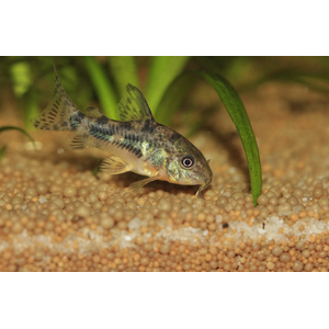 КОРИДОРАС КРАПЧАТЫЙ