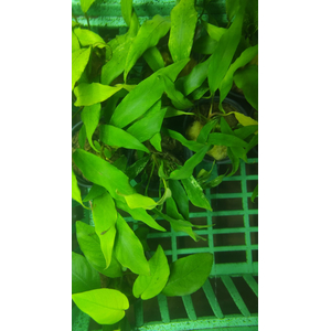 АНУБИАС БАРТЕРА МИНИМА ГЛАБРА - Anubias barteri minima var. glabra