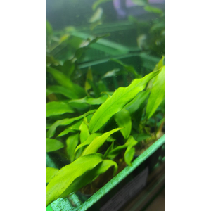 АНУБИАС БАРТЕРА МИНИМА ГЛАБРА - Anubias barteri minima var. glabra