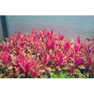 АЛЬТЕРНАНТЕРА Розанервиг / Alternanthera reineckii rosanervig