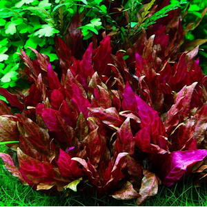 АЛЬТЕРНАНТЕРА Розанервиг / Alternanthera reineckii rosanervig