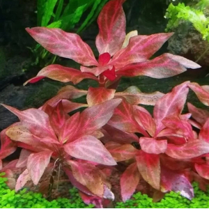 АЛЬТЕРНАНТЕРА Розанервиг / Alternanthera reineckii rosanervig