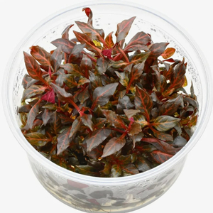 АЛЬТЕРНАНТЕРА Розанервиг / Alternanthera reineckii rosanervig