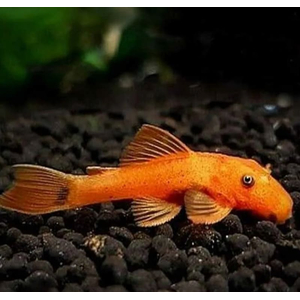 АНЦИСТРУС КРАСНЫЙ 6-10см