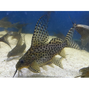 Синодонтис вуалевый (Synodontis eupterus) — пресноводная лучеперая рыбка из семейства Перистоусые сомы. Родиной вида являются реки Центральной Африки.