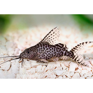 Синодонтис вуалевый (Synodontis eupterus) — пресноводная лучеперая рыбка из семейства Перистоусые сомы. Родиной вида являются реки Центральной Африки.