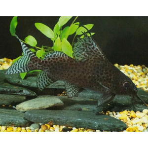 Синодонтис вуалевый (Synodontis eupterus) — пресноводная лучеперая рыбка из семейства Перистоусые сомы. Родиной вида являются реки Центральной Африки.
