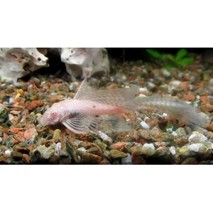 АНЦИСТРУС ВУАЛЕВЫЙ АЛЬБИНОС