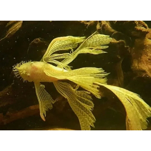 АНЦИСТРУС ВУАЛЕВЫЙ АЛЬБИНОС