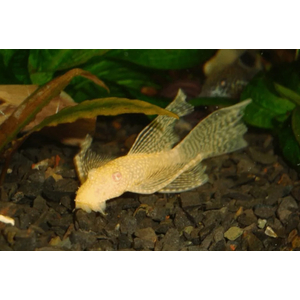 АНЦИСТРУС ВУАЛЕВЫЙ АЛЬБИНОС