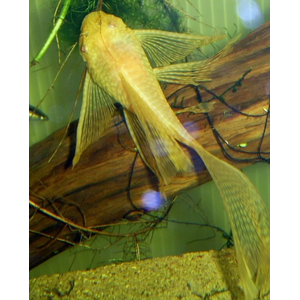 АНЦИСТРУС ВУАЛЕВЫЙ АЛЬБИНОС