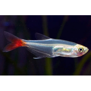 Тетра стеклянная (Prionobrama filigera) — пресноводная лучеперая рыбка из семейства Харациновые.