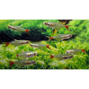 Тетра стеклянная (Prionobrama filigera) — пресноводная лучеперая рыбка из семейства Харациновые.