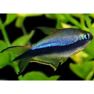 Тетра королевская, или императорская (Nematobrycon palmeri) — пресноводная лучеперая рыбка из семейства Харациновые. Нередко встречается в продаже как тетра пальмери.