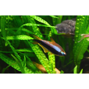 Тетра королевская, или императорская (Nematobrycon palmeri) — пресноводная лучеперая рыбка из семейства Харациновые. Нередко встречается в продаже как тетра пальмери.