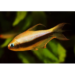 Тетра королевская, или императорская (Nematobrycon palmeri) — пресноводная лучеперая рыбка из семейства Харациновые. Нередко встречается в продаже как тетра пальмери.