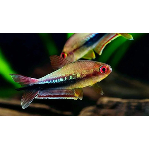 Тетра королевская, или императорская (Nematobrycon palmeri) — пресноводная лучеперая рыбка из семейства Харациновые. Нередко встречается в продаже как тетра пальмери.