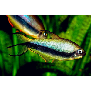 Тетра королевская, или императорская (Nematobrycon palmeri) — пресноводная лучеперая рыбка из семейства Харациновые. Нередко встречается в продаже как тетра пальмери.