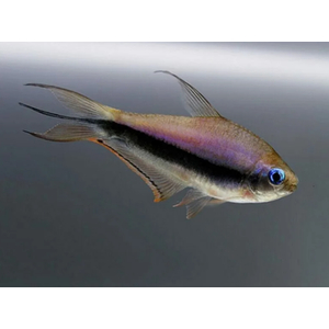 Тетра королевская, или императорская (Nematobrycon palmeri) — пресноводная лучеперая рыбка из семейства Харациновые. Нередко встречается в продаже как тетра пальмери.