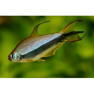 Тетра королевская, или императорская (Nematobrycon palmeri) — пресноводная лучеперая рыбка из семейства Харациновые. Нередко встречается в продаже как тетра пальмери.