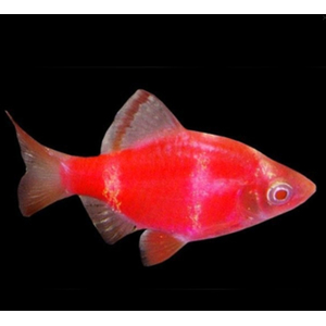 БАРБУС ГЛО КРАСНО-БЕЛЫЙ