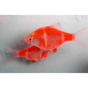 БАРБУС ГЛО КРАСНО-БЕЛЫЙ