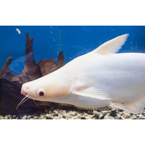 АКУЛИЙ СОМ АЛЬБИНОС 5см / Пангасиус