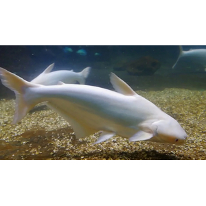 АКУЛИЙ СОМ АЛЬБИНОС 5см / Пангасиус