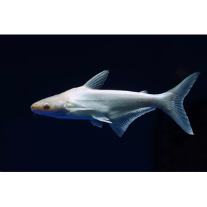 АКУЛИЙ СОМ АЛЬБИНОС 5см / Пангасиус