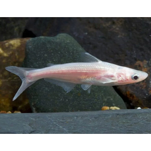 АКУЛИЙ СОМ АЛЬБИНОС 5см / ПангасиусАКУЛИЙ СОМ АЛЬБИНОС 5см / Пангасиус