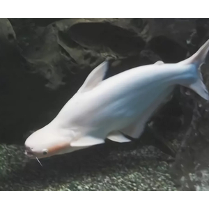 АКУЛИЙ СОМ АЛЬБИНОС 5см / Пангасиус