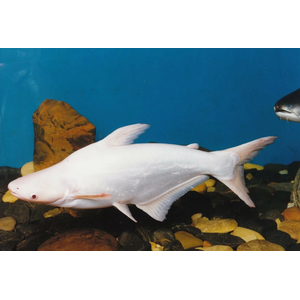 АКУЛИЙ СОМ АЛЬБИНОС 5см / Пангасиус