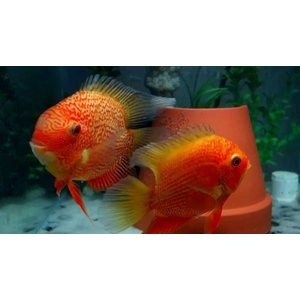 СЕВЕРУМ ЗОЛОТОЙ КРАСНОТОЧЕЧНЫЙ