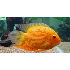 СЕВЕРУМ ЗОЛОТОЙ КРАСНОТОЧЕЧНЫЙ