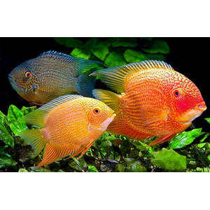 СЕВЕРУМ ЗОЛОТОЙ КРАСНОТОЧЕЧНЫЙ