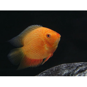 СЕВЕРУМ ЗОЛОТОЙ КРАСНОТОЧЕЧНЫЙ