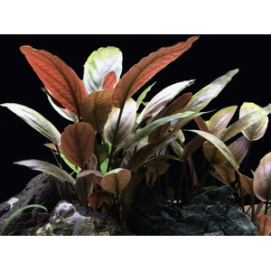 ЛАГЕНАНДРА КРАСНАЯ В ГОРШОЧКЕ - Lagenandra redЛАГЕНАНДРА КРАСНАЯ В ГОРШОЧКЕ - Lagenandra redЛАГЕНАНДРА КРАСНАЯ В ГОРШОЧКЕ - Lagenandra red