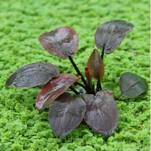 ЛАГЕНАНДРА КРАСНАЯ В ГОРШОЧКЕ - Lagenandra red