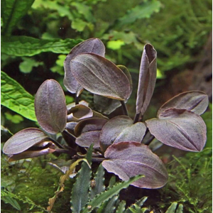 ЛАГЕНАНДРА КРАСНАЯ В ГОРШОЧКЕ - Lagenandra red