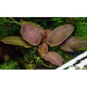 ЛАГЕНАНДРА КРАСНАЯ В ГОРШОЧКЕ - Lagenandra red