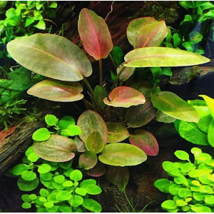 ЛАГЕНАНДРА КРАСНАЯ В ГОРШОЧКЕ - Lagenandra red