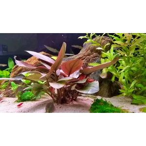 ЛАГЕНАНДРА КРАСНАЯ В ГОРШОЧКЕ - Lagenandra red