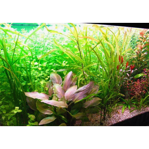 ЛАГЕНАНДРА КРАСНАЯ В ГОРШОЧКЕ - Lagenandra red