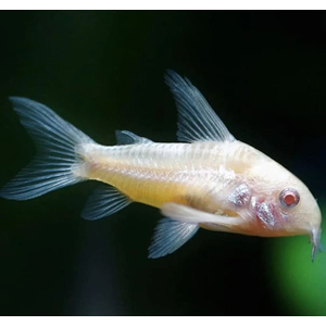 КОРИДОРАС ЗОЛОТИСТЫЙ АЛЬБИНОСКОРИДОРАС ЗОЛОТИСТЫЙ АЛЬБИНОС