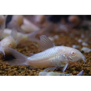 КОРИДОРАС ЗОЛОТИСТЫЙ АЛЬБИНОС